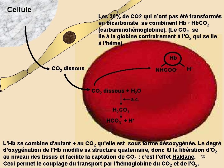 Cellule Les 30% de CO 2 qui n’ont pas été transformés en bicarbonate se