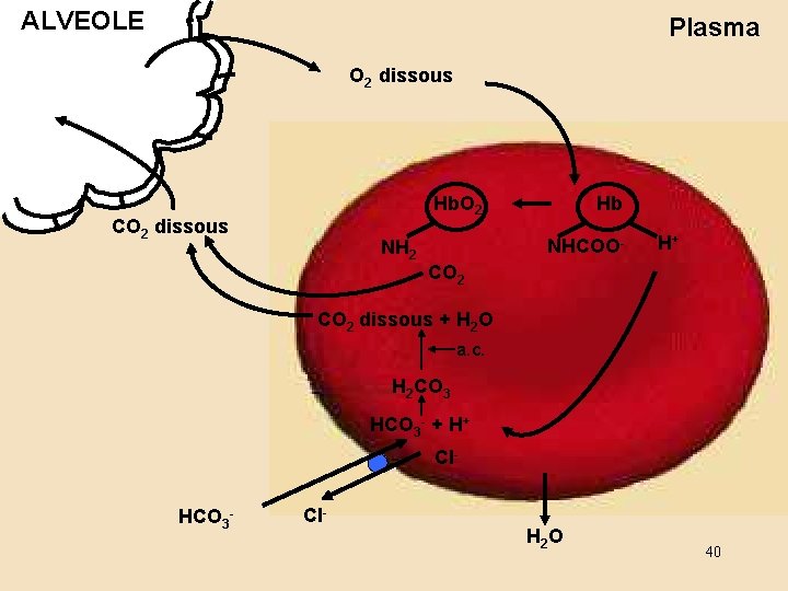 ALVEOLE Plasma O 2 dissous Hb. O 2 CO 2 dissous NH 2 Hb