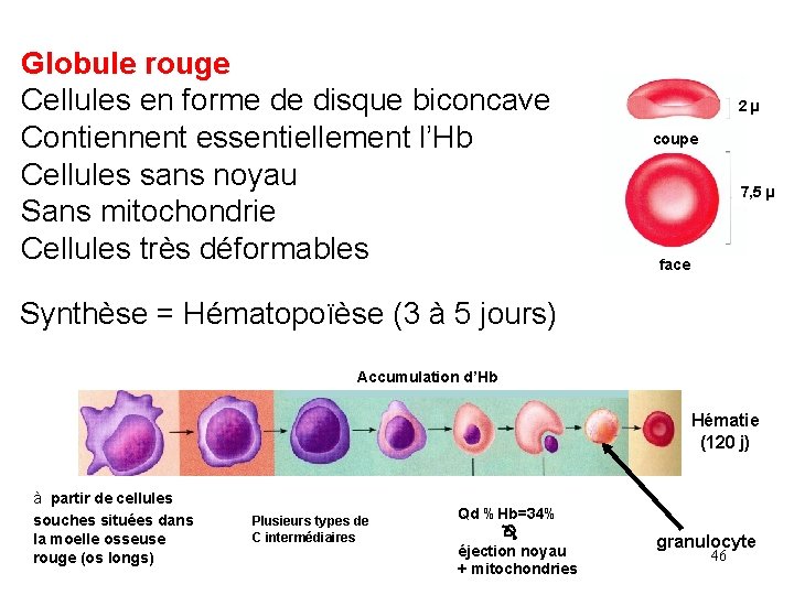 Globule rouge Cellules en forme de disque biconcave Contiennent essentiellement l’Hb Cellules sans noyau