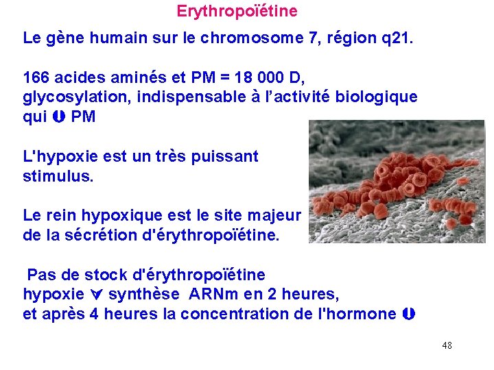 Erythropoïétine Le gène humain sur le chromosome 7, région q 21. 166 acides aminés