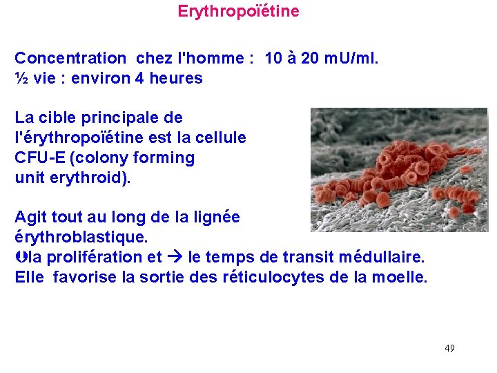 Erythropoïétine Concentration chez l'homme : 10 à 20 m. U/ml. ½ vie : environ