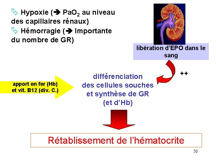  Hypoxie ( Pa. O 2 au niveau des capillaires rénaux) Hémorragie ( Importante