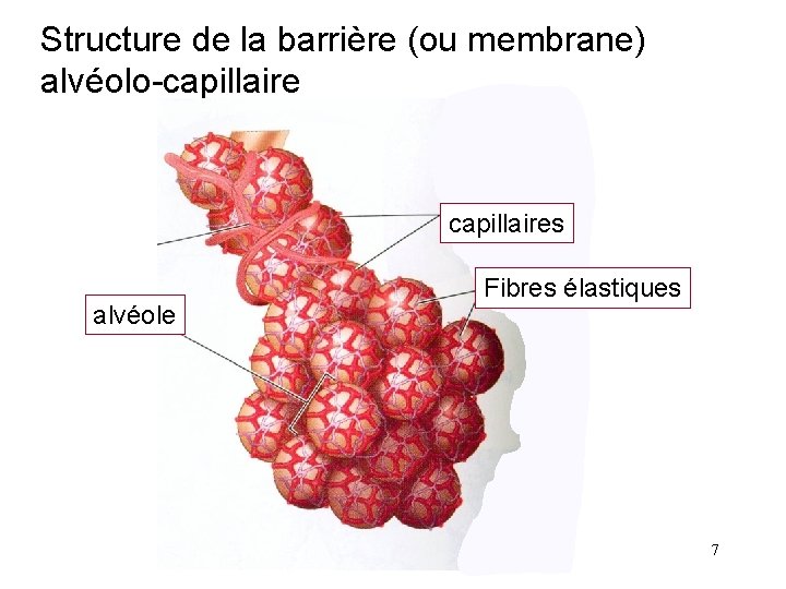 Structure de la barrière (ou membrane) alvéolo-capillaires alvéole Fibres élastiques 7 