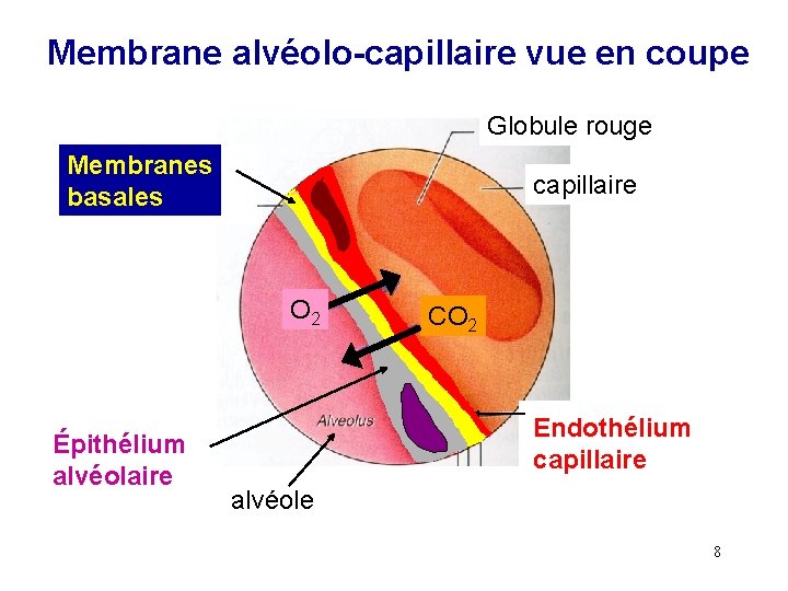 Membrane alvéolo-capillaire vue en coupe Globule rouge Membranes basales capillaire O 2 Épithélium alvéolaire