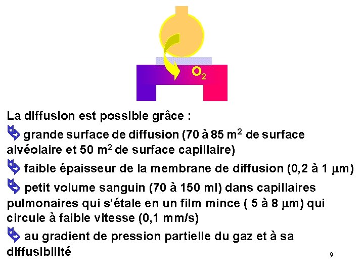 O 2 La diffusion est possible grâce : grande surface de diffusion (70 à