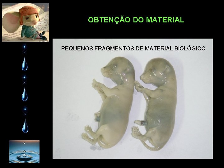 OBTENÇÃO DO MATERIAL PEQUENOS FRAGMENTOS DE MATERIAL BIOLÓGICO 