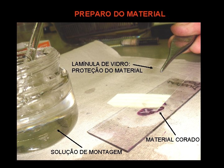 PREPARO DO MATERIAL LAMÍNULA DE VIDRO: PROTEÇÃO DO MATERIAL CORADO SOLUÇÃO DE MONTAGEM 