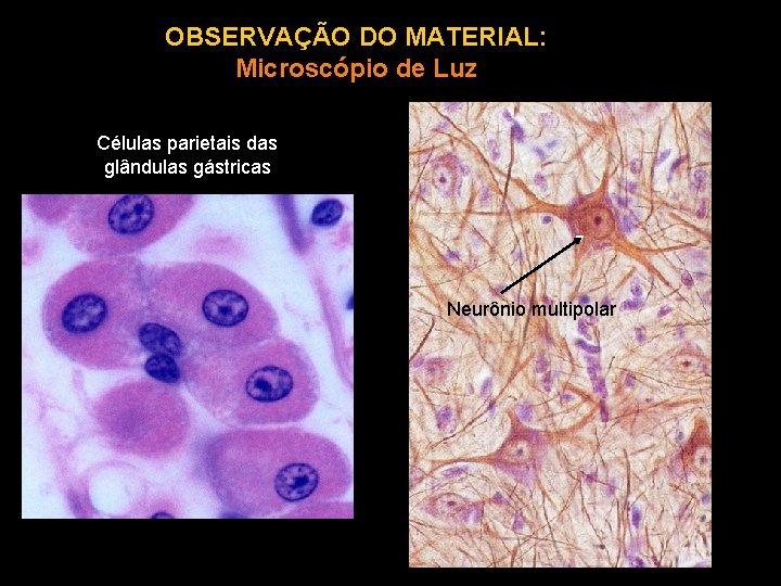 OBSERVAÇÃO DO MATERIAL: Microscópio de Luz Células parietais das glândulas gástricas Neurônio multipolar 