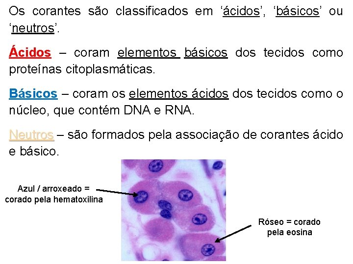 Os corantes são classificados em ‘ácidos’, ‘básicos’ ou ‘neutros’. Ácidos – coram elementos básicos