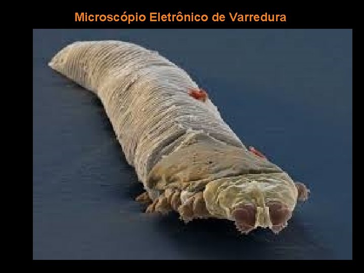 Microscópio Eletrônico de Varredura 