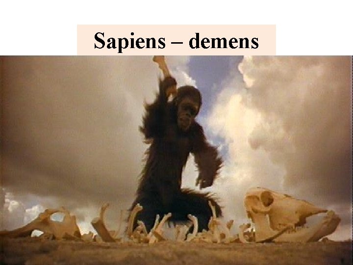 Sapiens – demens 