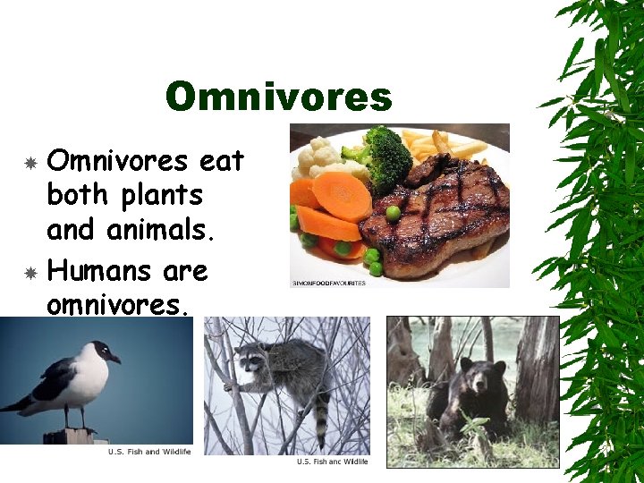 Omnivores eat both plants and animals. Humans are omnivores. 