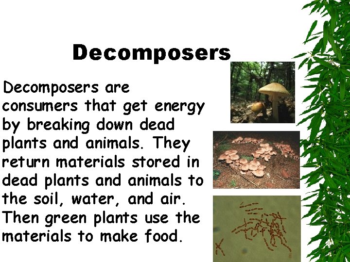 Decomposers are consumers that get energy by breaking down dead plants and animals. They
