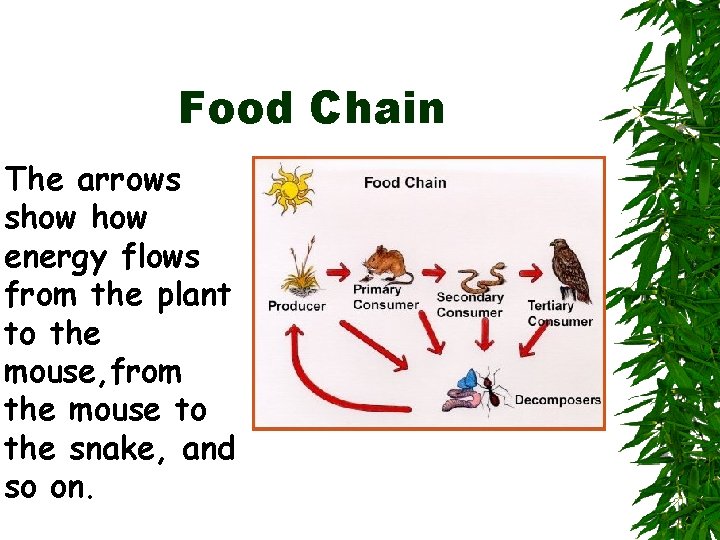Food Chain The arrows show energy flows from the plant to the mouse, from