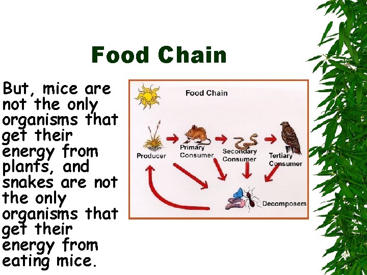Food Chain But, mice are not the only organisms that get their energy from