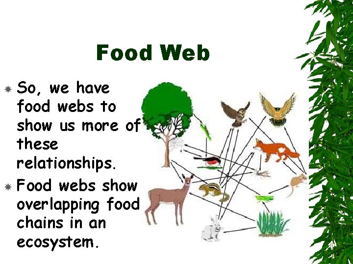 Food Web So, we have food webs to show us more of these relationships.