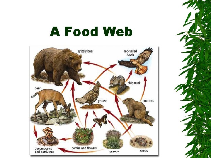 A Food Web 