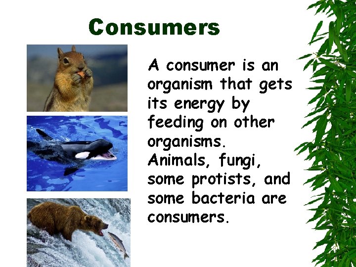 Consumers A consumer is an organism that gets its energy by feeding on other
