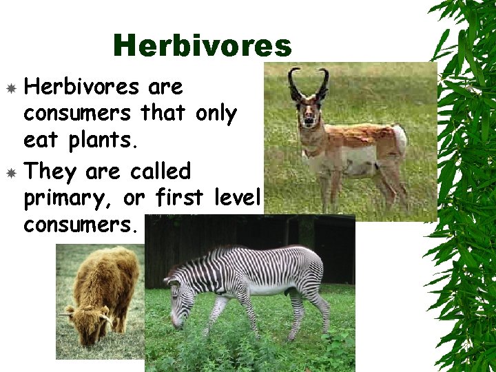 Herbivores are consumers that only eat plants. They are called primary, or first level