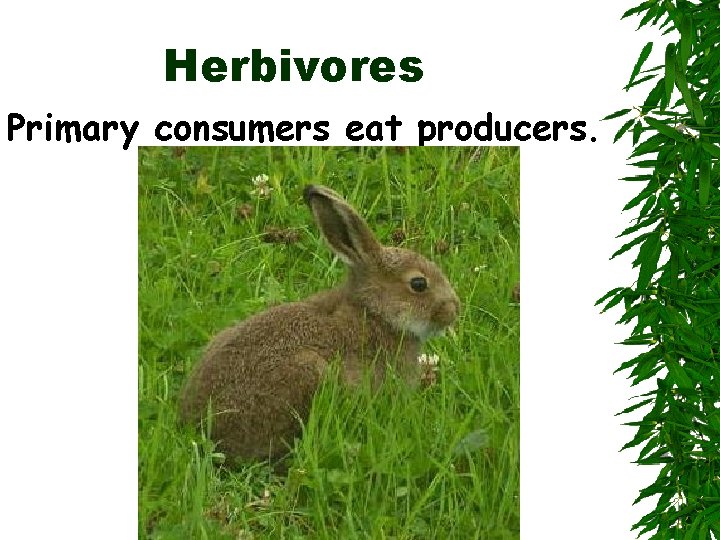 Herbivores Primary consumers eat producers. 