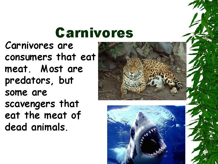 Carnivores are consumers that eat meat. Most are predators, but some are scavengers that