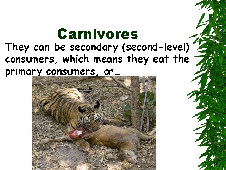 Carnivores They can be secondary (second-level) consumers, which means they eat the primary consumers,
