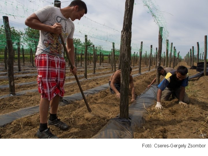 Fotó: Cseres-Gergely Zsombor 