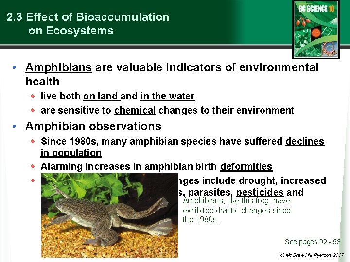 2. 3 Effect of Bioaccumulation on Ecosystems • Amphibians are valuable indicators of environmental