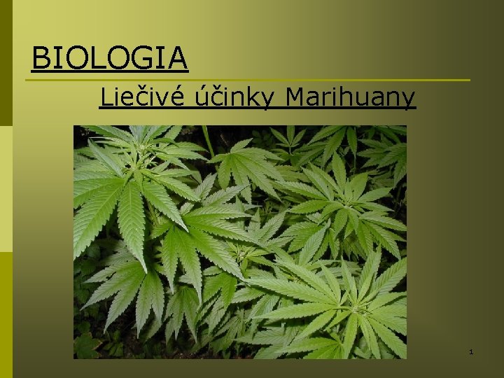 BIOLOGIA Liečivé účinky Marihuany 1 
