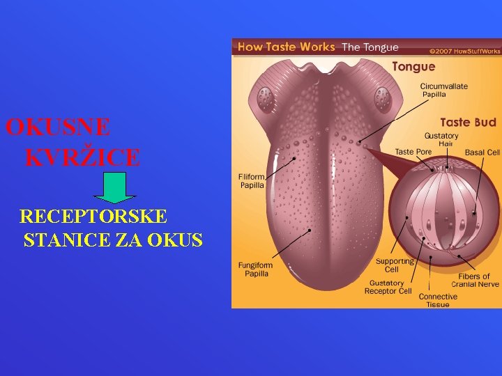 OKUSNE KVRŽICE RECEPTORSKE STANICE ZA OKUS 