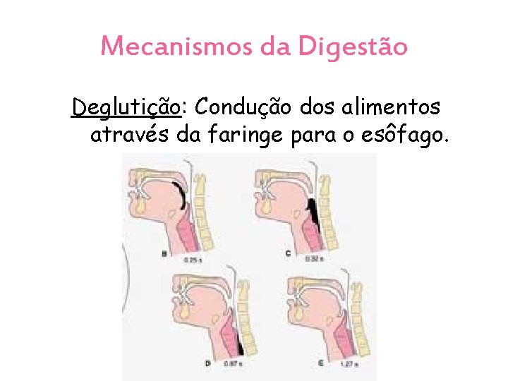 Mecanismos da Digestão Deglutição: Condução dos alimentos através da faringe para o esôfago. 