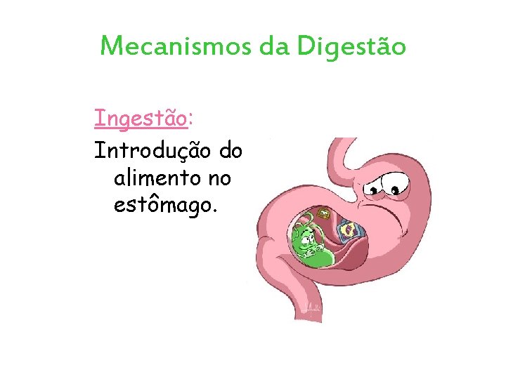 Mecanismos da Digestão Ingestão: Introdução do alimento no estômago. 