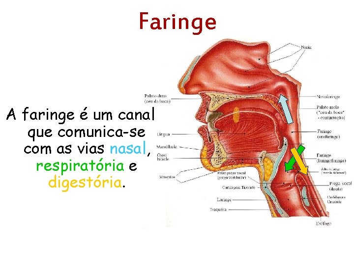 Faringe A faringe é um canal que comunica-se com as vias nasal, respiratória e