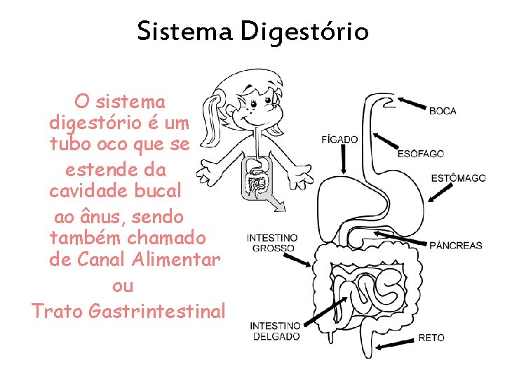Sistema Digestório O sistema digestório é um tubo oco que se estende da cavidade