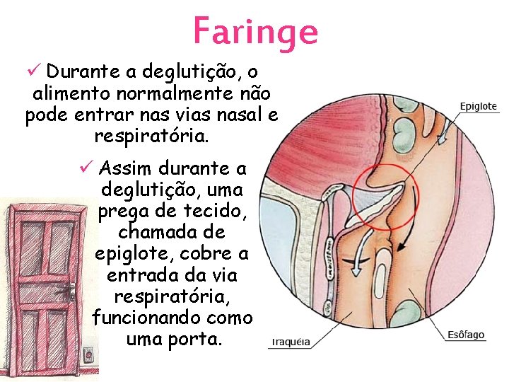 Faringe ü Durante a deglutição, o alimento normalmente não pode entrar nas vias nasal