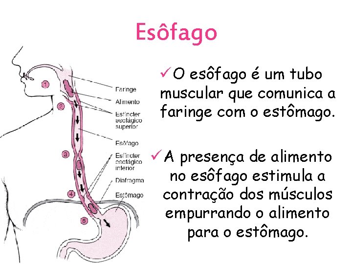 Esôfago ü O esôfago é um tubo muscular que comunica a faringe com o