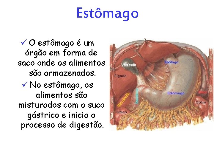 Estômago ü O estômago é um órgão em forma de saco onde os alimentos