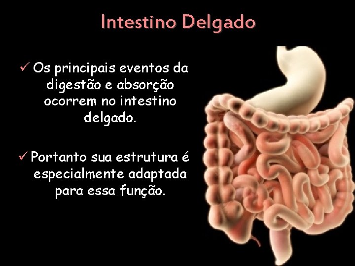 Intestino Delgado ü Os principais eventos da digestão e absorção ocorrem no intestino delgado.