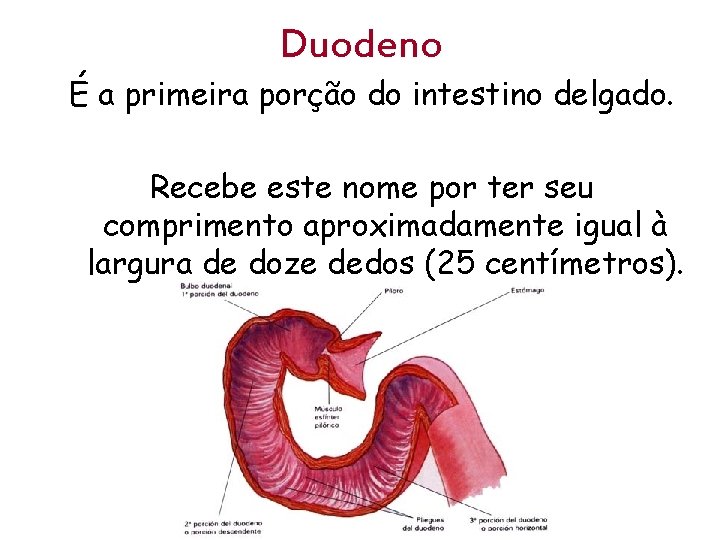 Duodeno É a primeira porção do intestino delgado. Recebe este nome por ter seu
