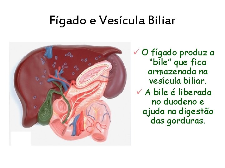Fígado e Vesícula Biliar ü O fígado produz a “bile” que fica armazenada na
