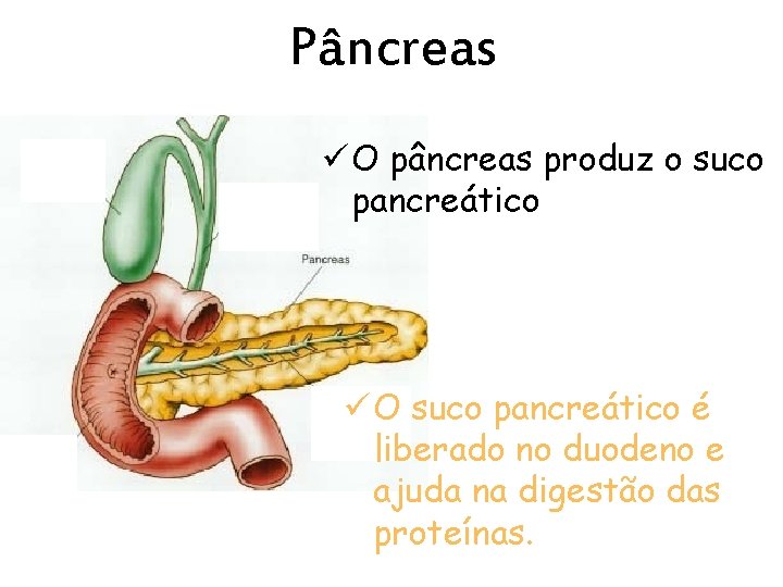 Pâncreas ü O pâncreas produz o suco pancreático ü O suco pancreático é liberado