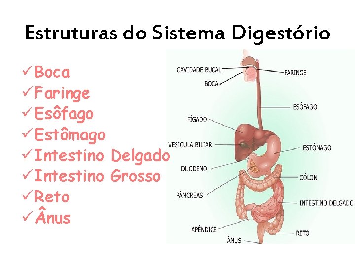 Estruturas do Sistema Digestório ü Boca ü Faringe ü Esôfago ü Estômago ü Intestino