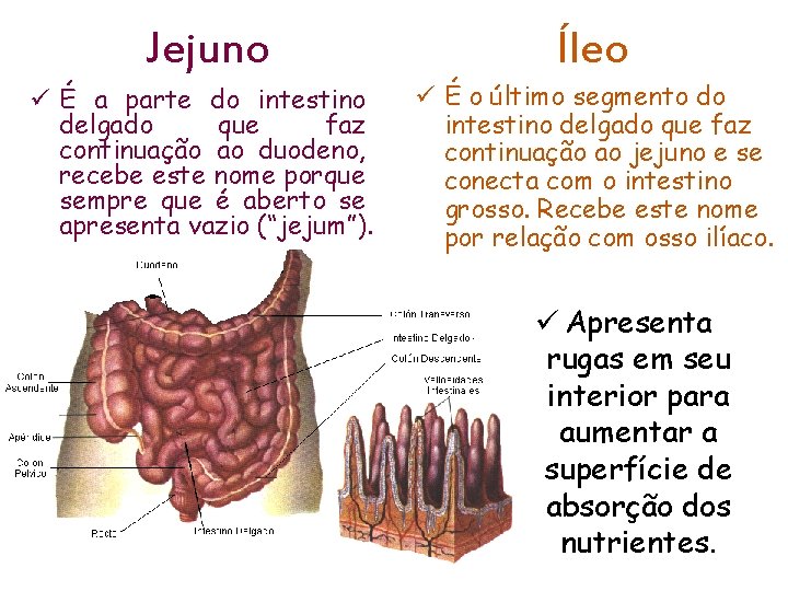 Jejuno ü É a parte do intestino delgado que faz continuação ao duodeno, recebe