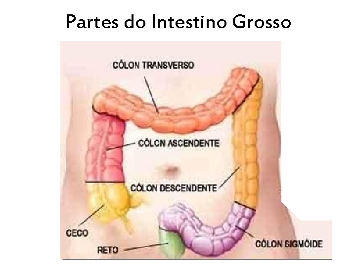 Partes do Intestino Grosso 