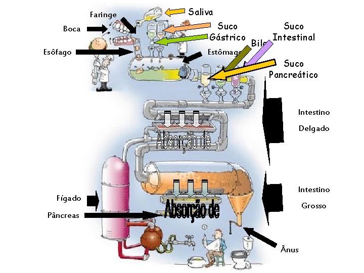 Faringe Boca Esôfago Saliva Suco Gástrico Estômago Bile Suco Intestinal Suco Pancreático Intestino Delgado