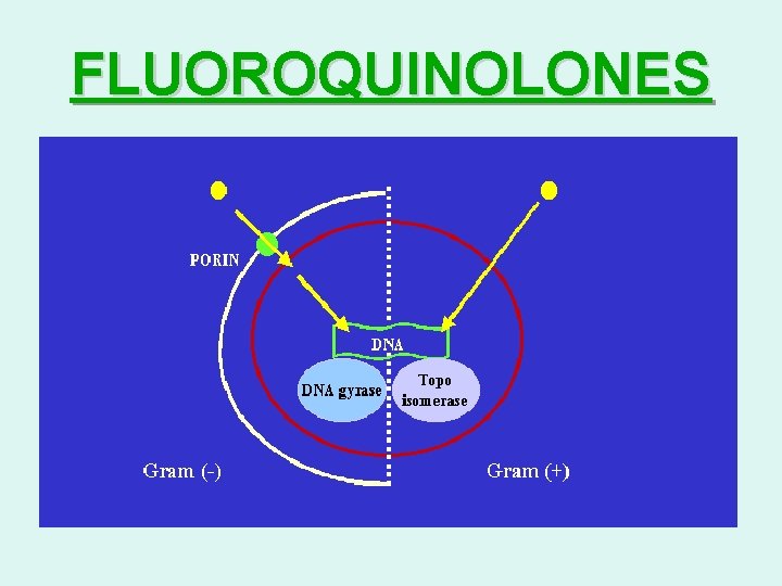 FLUOROQUINOLONES 