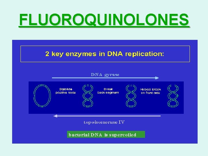 FLUOROQUINOLONES 