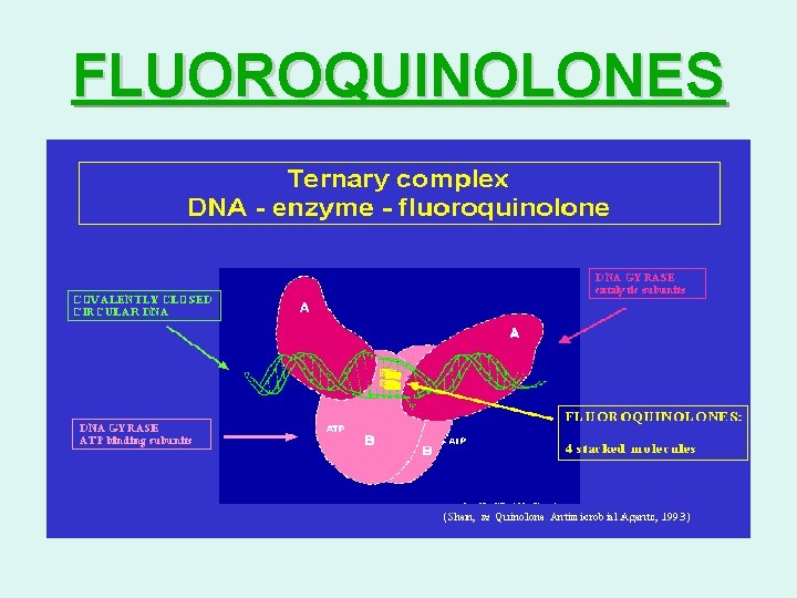 FLUOROQUINOLONES FLUOROQUINOLONES