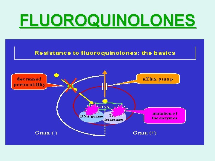 FLUOROQUINOLONES 