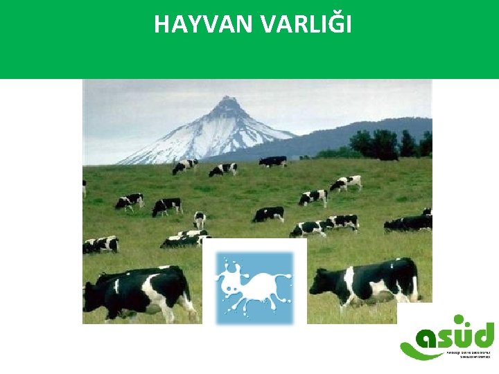  HAYVAN VARLIĞI 15 